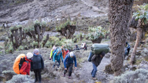 Read more about the article 6 Days Marangu Route