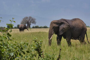 Read more about the article 5 Days Serengeti, Ngorongoro & Lake Natron