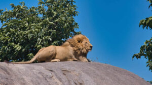 Read more about the article 4 Days: Lake Manyara, Serengeti & Ngorongoro Crater