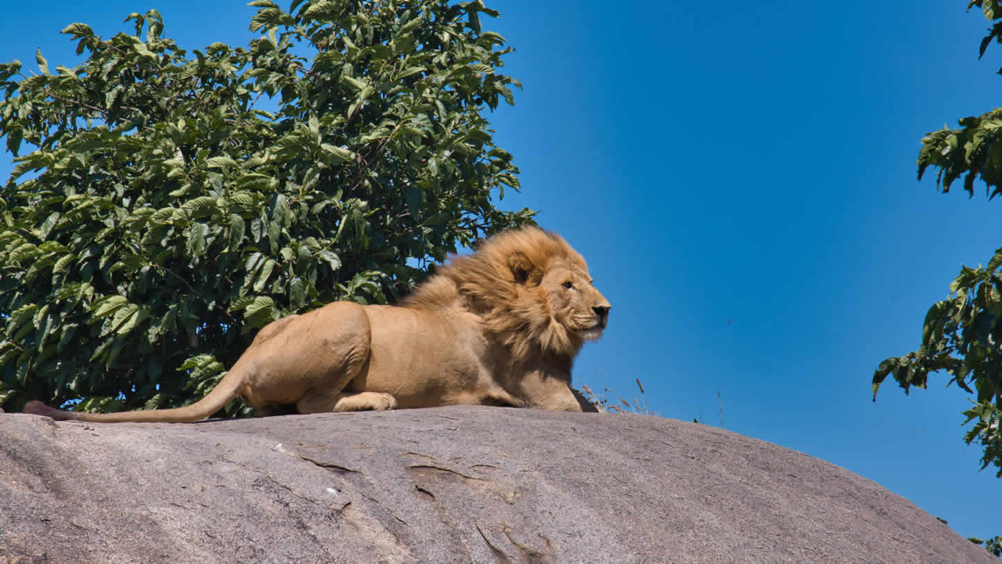 You are currently viewing 4 Days: Lake Manyara, Serengeti & Ngorongoro Crater