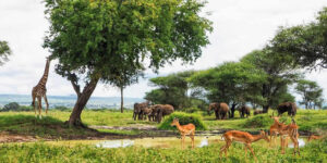 Read more about the article 3 Days Tarangire, Ngorongoro Crater & Lake Manyara