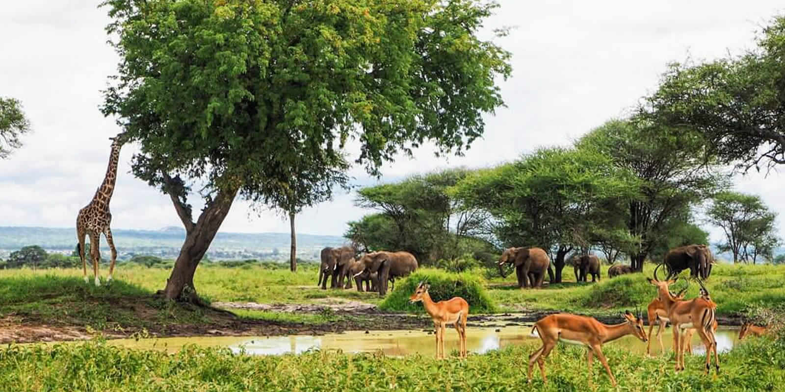 You are currently viewing 3 Days Tarangire, Ngorongoro Crater & Lake Manyara