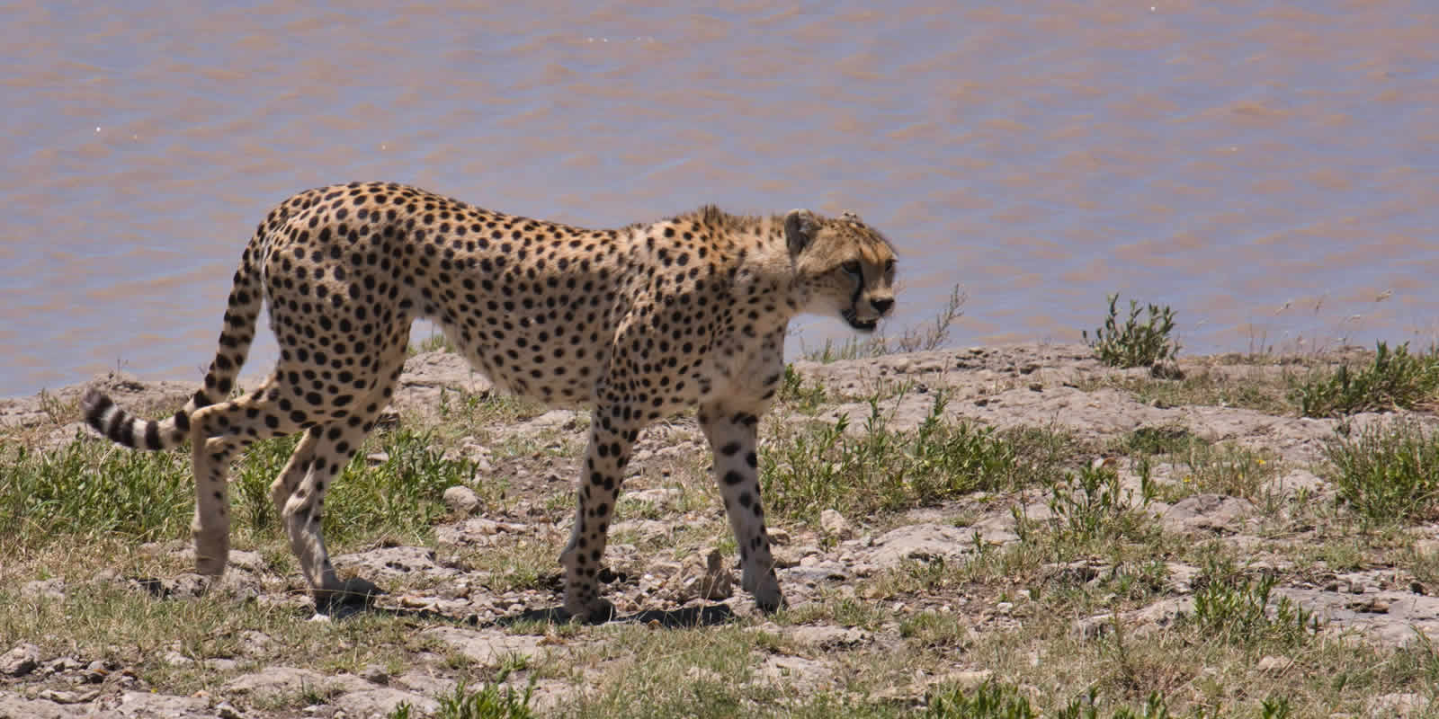 You are currently viewing 2 Days: Lake Manyara & Ngorongoro Crater