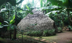 Read more about the article Chagga Village